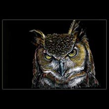owl, color
                pencil, drawing, Underwood