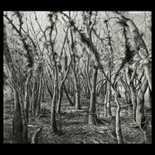 Forest Floor,
                landscape, pencil, drawing, Underwood