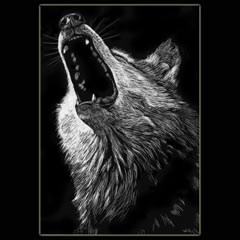 Howling
                Wolf, Wolf, Drawing, Scratchboard, Underwood