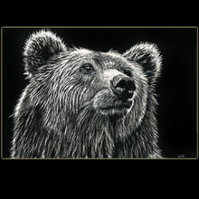 bear,
                scratchboard, Underwood, wildlife