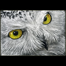 owl, birds,
                wildlife, Underwood