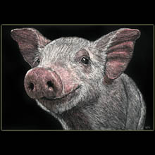 pig, piglet, drawing,
                                              scratchboard, Underwood