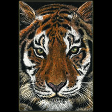 tiger, big cat,
                                  scratchboard, Underwood