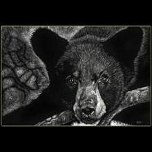 bear,
                scratchboard, Underwood, drawing
