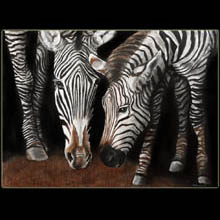 zebras,
                scratchboard, Underwood