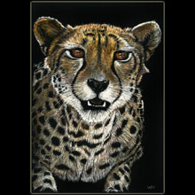 cheetah,
                wildlife, scratchboard, Underwood