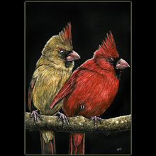 cardinal, scratchboard, birds, Underwood