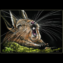 rabbit,
                yawning, scratchboard, Underwood